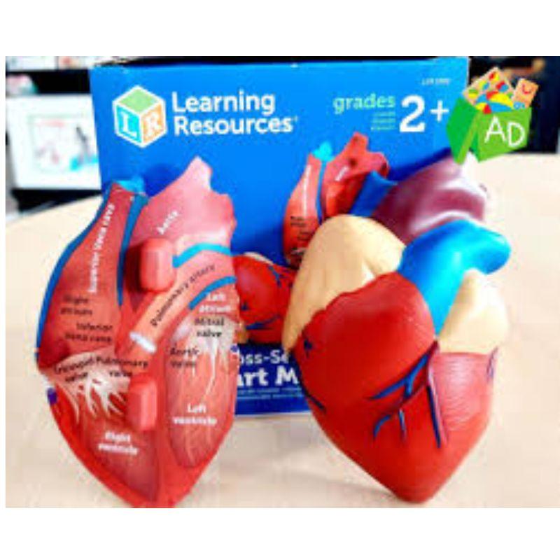 Cross-Section Heart Model