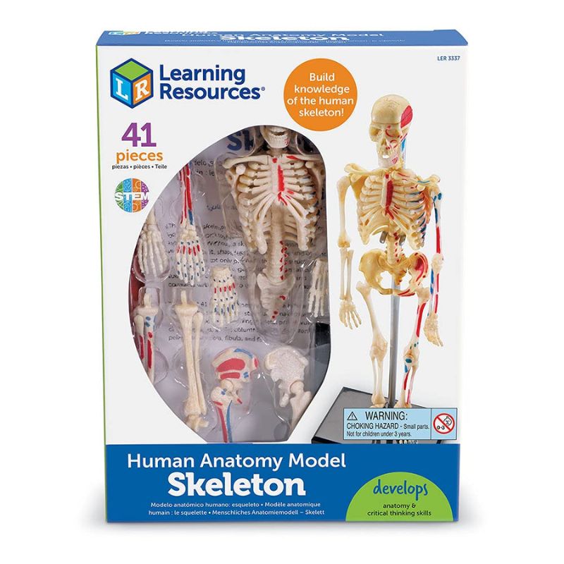 Anatomy Model - Skeleton