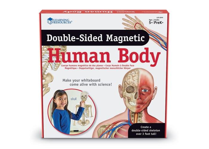 Double-Sided Magnetic Human Body